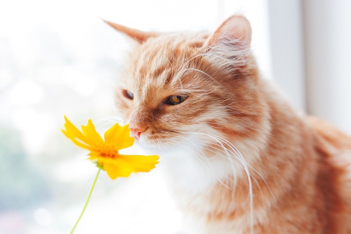 黄色い花の臭いを嗅ぐ猫
