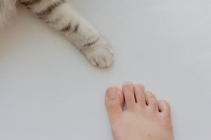 人の足と猫の手