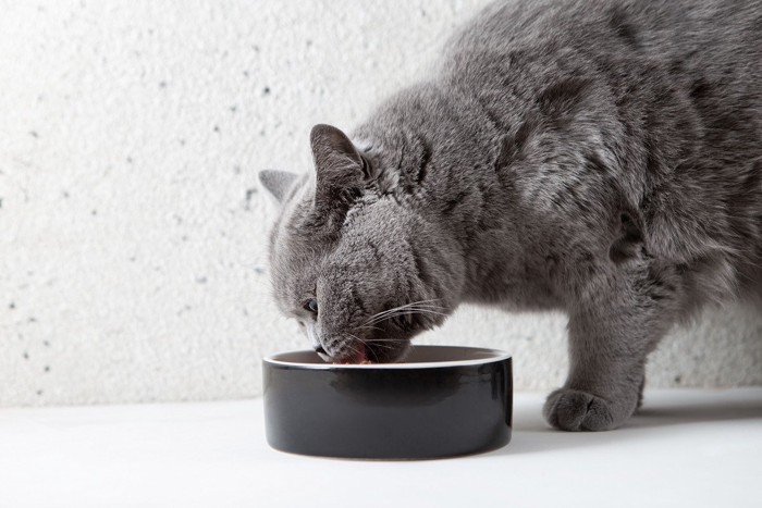 食事をするグレー猫
