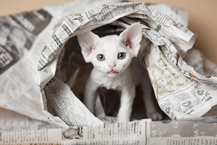 新聞紙の中に居る猫