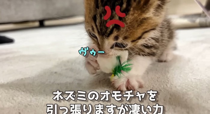 オモチャを噛む猫