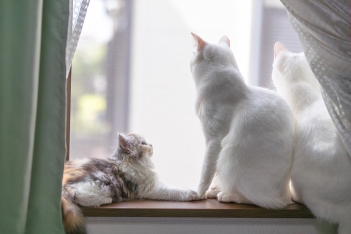 窓の外を監視する3匹の猫