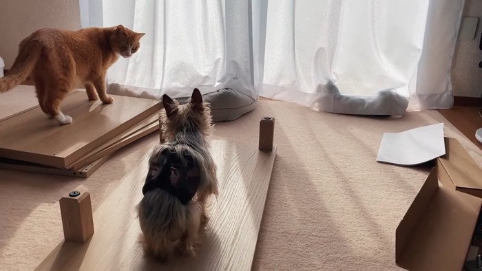 組み立て中の家具の周りにいる猫と犬