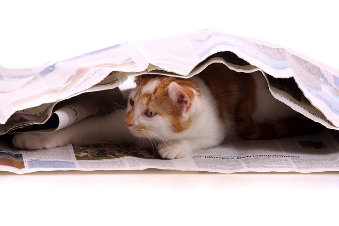 新聞紙の中に入る猫
