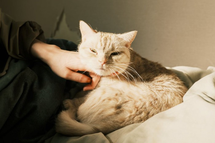 .ベッドで横になる猫と飼い主