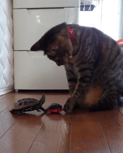 おもちゃで遊ぶ猫と亀