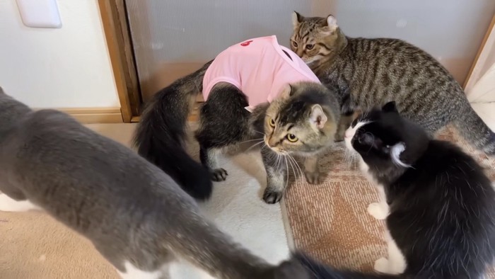 術後服の猫を取り囲む猫たち