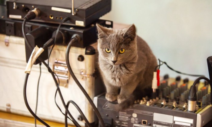 音響機械の上の猫