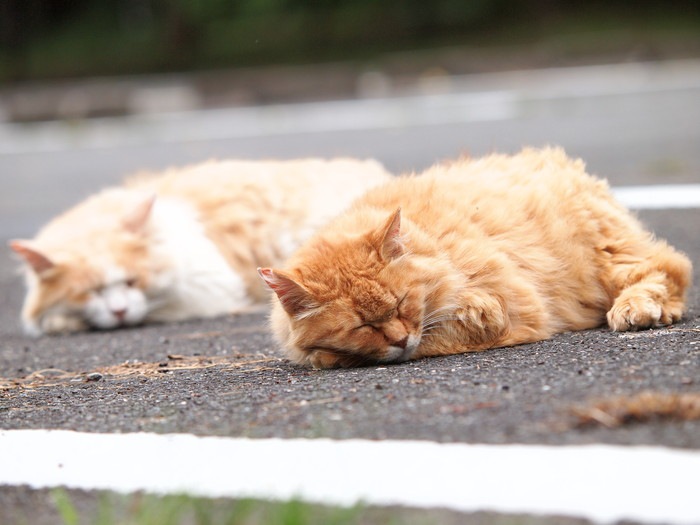外で昼寝する二匹の猫