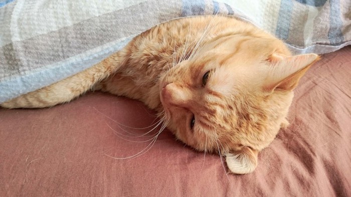 ベッドで布団をかけて寝る猫