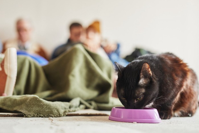 避難所でご飯を食べる猫
