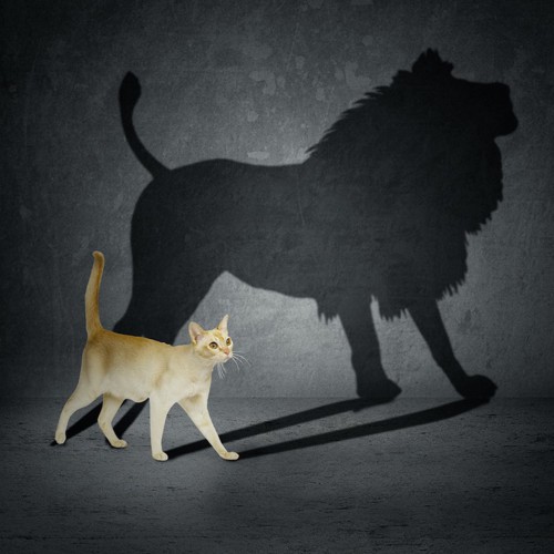 歩く猫とたてがみのあるライオンの影
