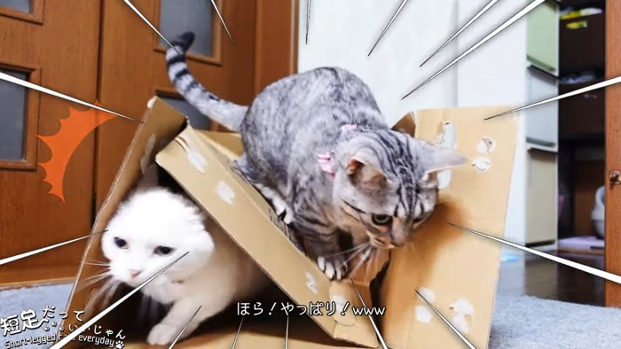 つぶれた箱からでてくる猫たち