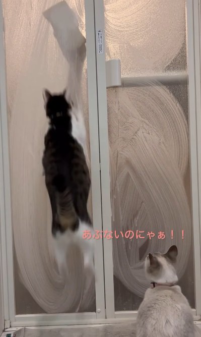 左の跳んでいる猫を見上げる右の猫（あぶないのにゃ）