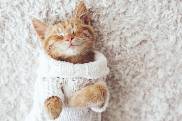 服を着て仰向けに眠る子猫