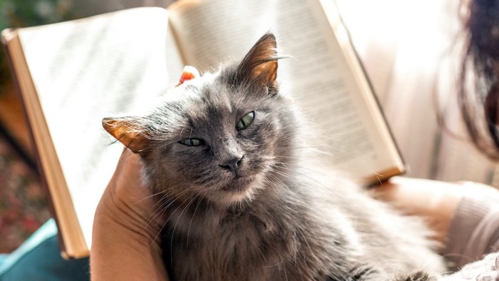 膝の上の猫を撫でながら本を読む人