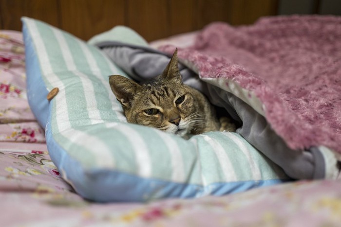 枕を使って布団で眠る老猫