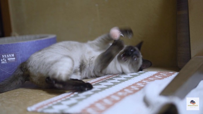 オモチャで遊ぶシャム猫