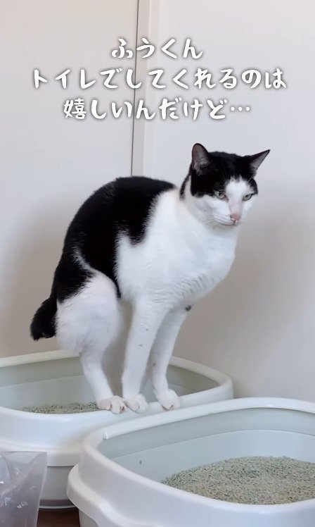 トイレの端に立っている猫