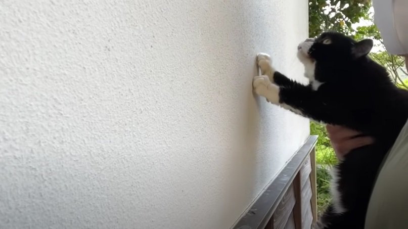 手で壁を押し返す黒白猫