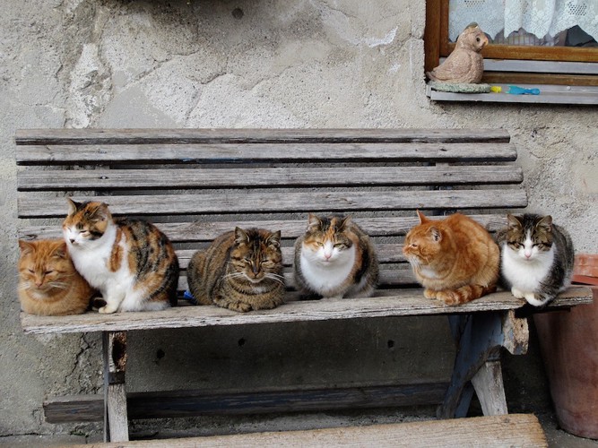屋外のベンチでくつろぐ猫たち