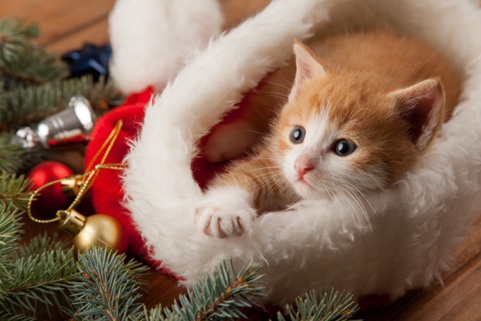 クリスマスの飾りと子猫