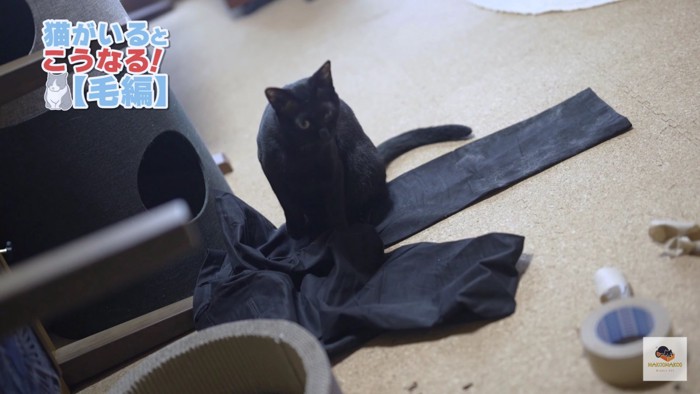 衣類を踏む黒猫