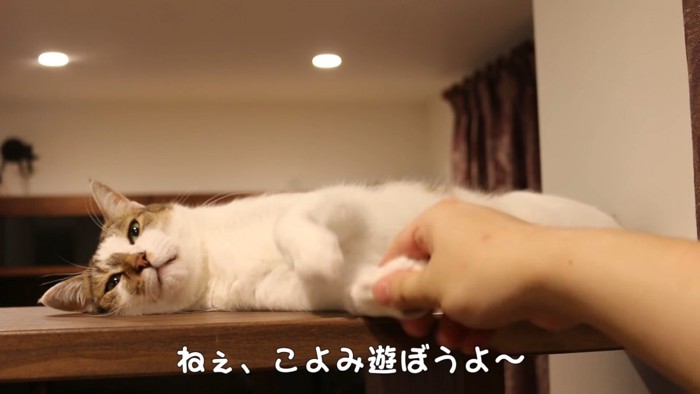 手を握られる猫