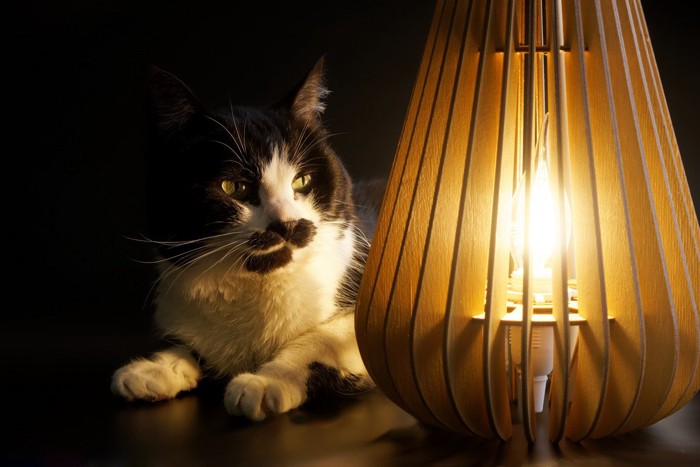 ランプと猫