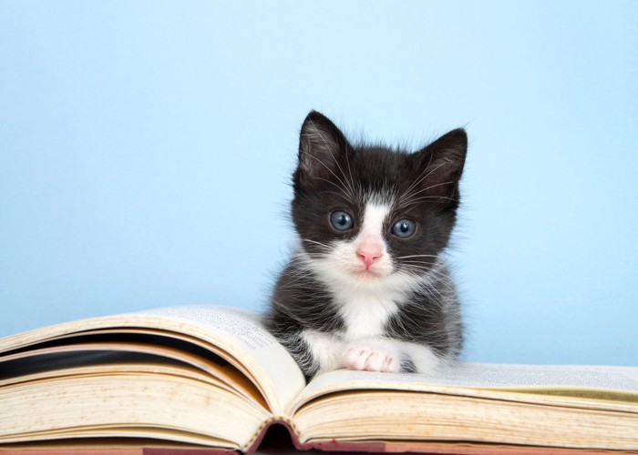 本のそばにたたずむ白黒の子猫