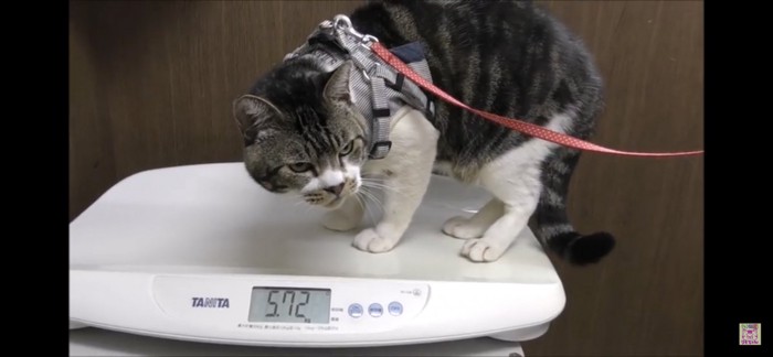 体重測定