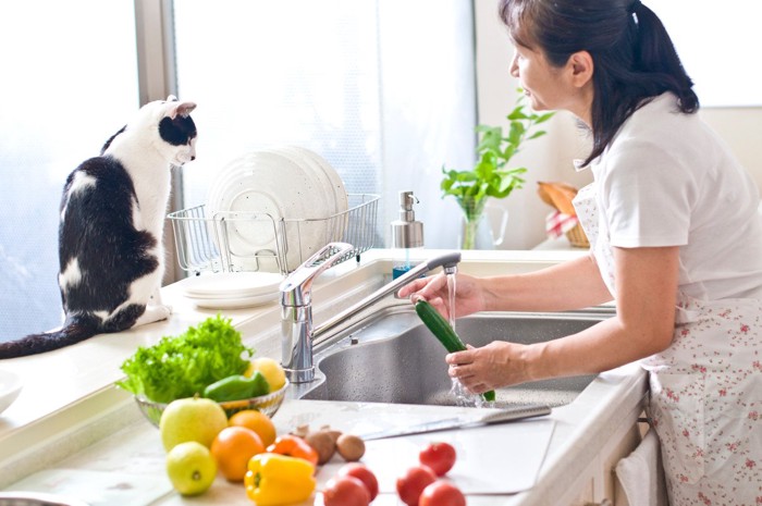野菜を洗う女性とそれを見ている猫