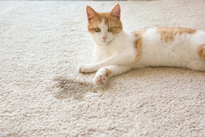 床を汚してしまった猫