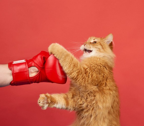 ボクシンググローブにパンチする猫