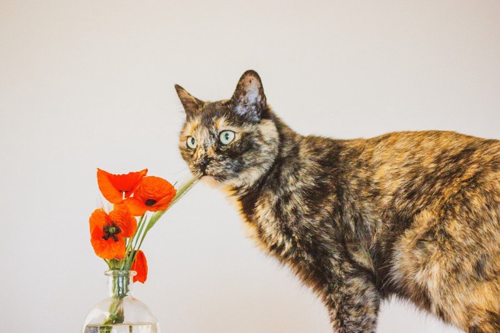 花瓶の花と猫
