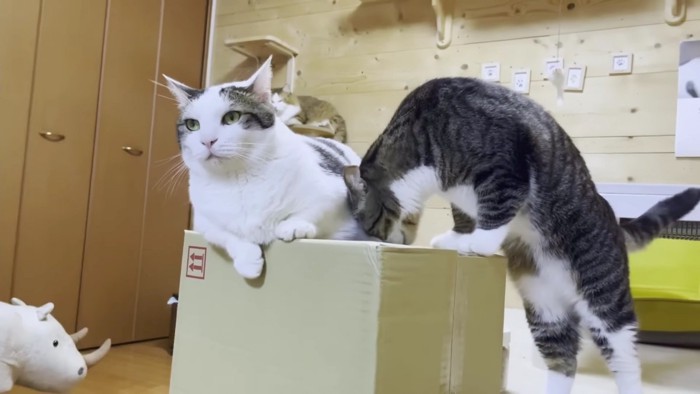 箱の上の猫と穴を覗きたいキジシロ