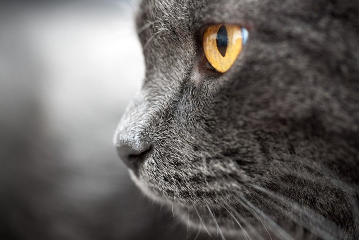 カッパー色の目の猫