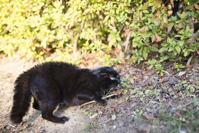 しっぽを膨らませる黒猫
