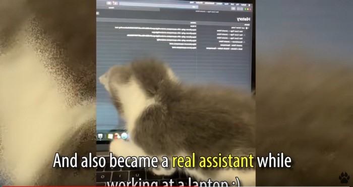コンピュータに乗る猫