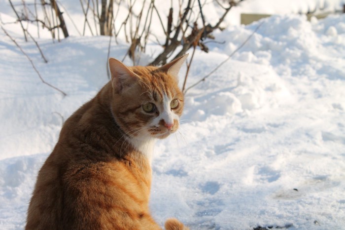 雪を見る野良猫