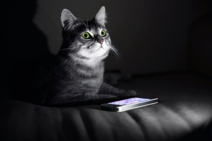 暗い部屋にいる猫とスマートフォン