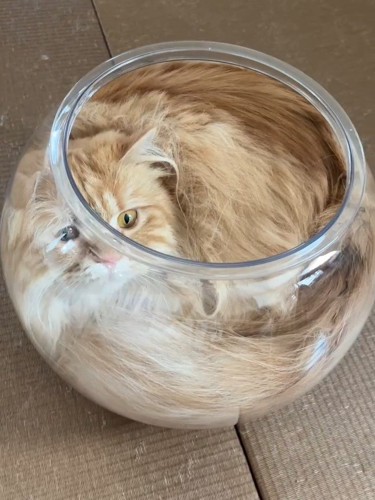 上から見た金魚鉢に入った猫