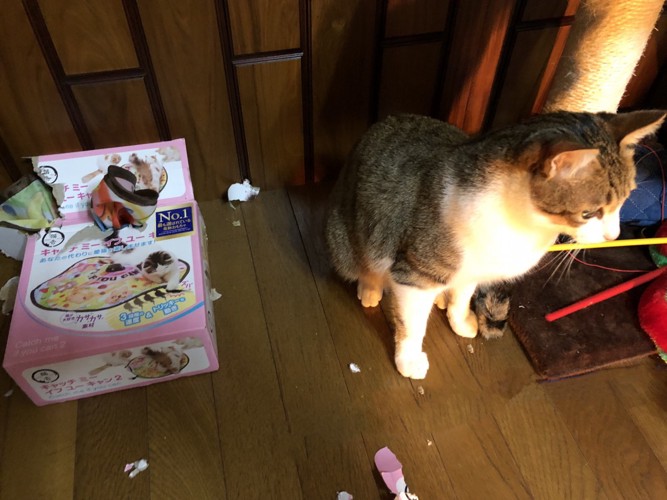猫とボロボロになったおもちゃの箱