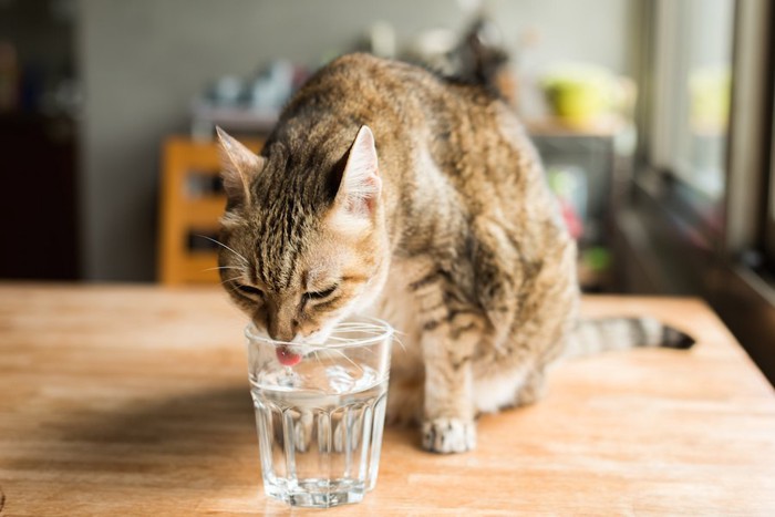 グラスに入った水を飲む猫