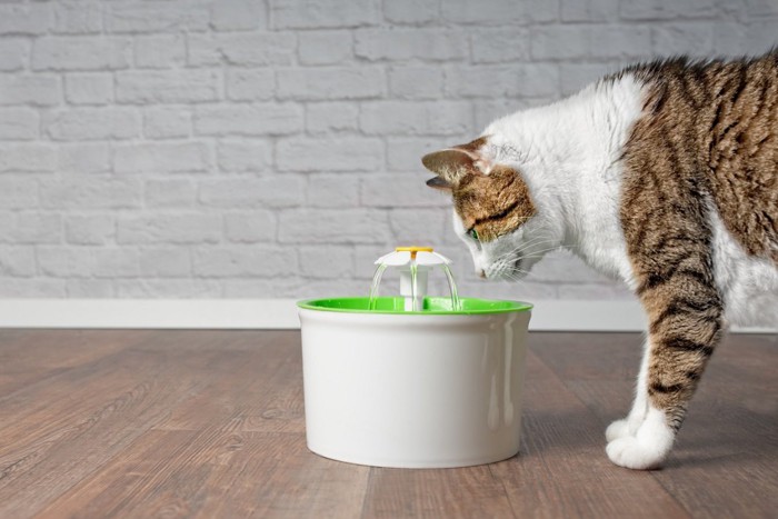 給水器を見つめる猫