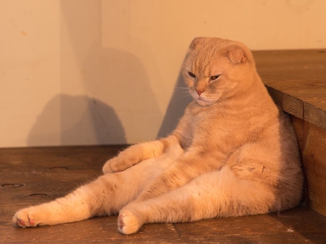 スコ座りをする茶色の猫