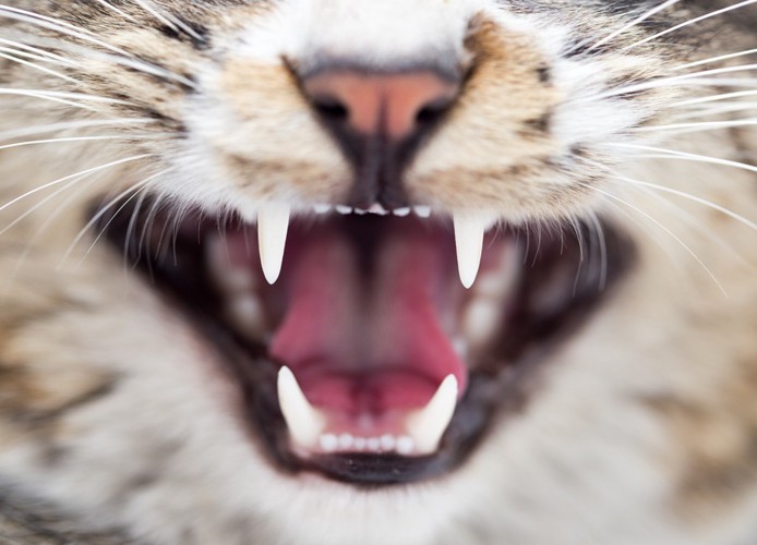歯ぎしりしている猫の歯