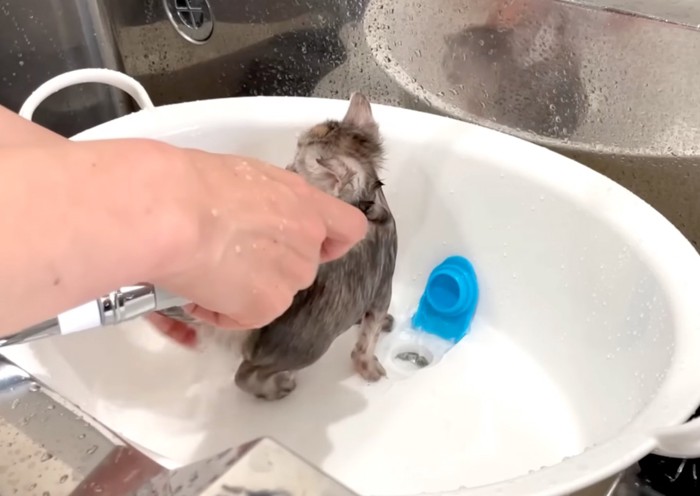 落ち着いてシャワーされる子猫