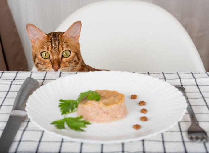 テーブルの料理を前にびっくりする猫