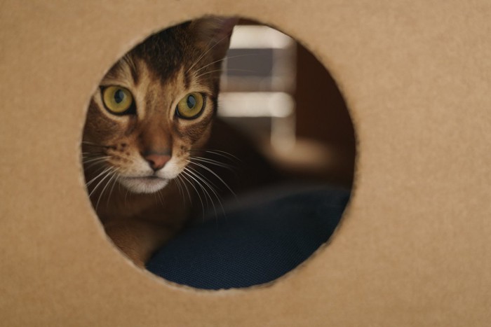薄暗い段ボール箱の中から見つめる猫
